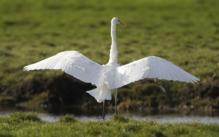 Grotezilverreiger310107